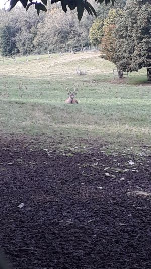 Schollbrunn Lehrpfad und Wandermäuseburg (19).jpg