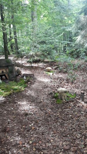 Schollbrunn Lehrpfad und Wandermäuseburg (5).jpg